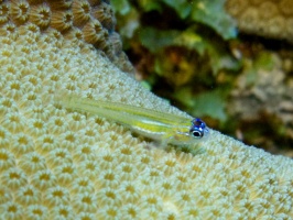 Peppermint Goby IMG 7482